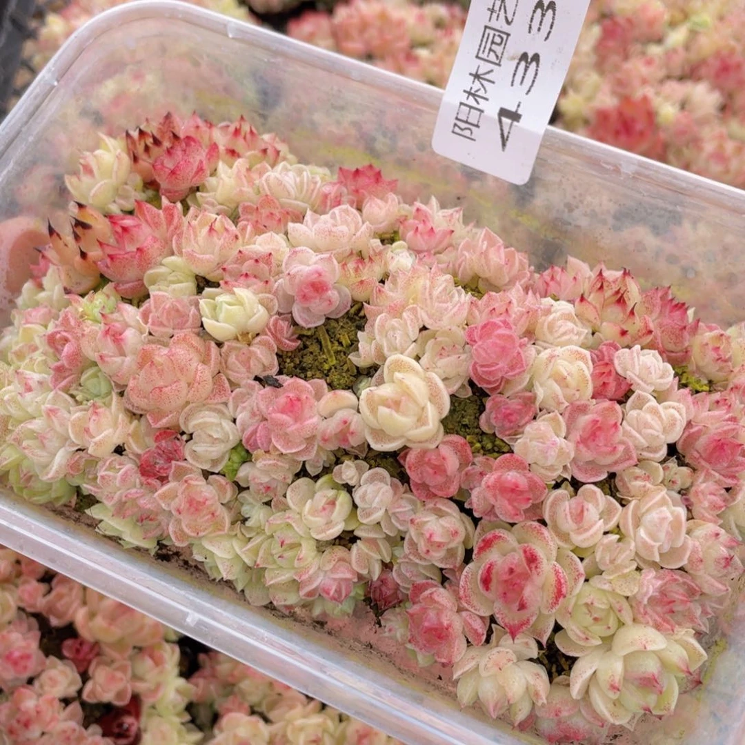 多肉植物多肉植物433