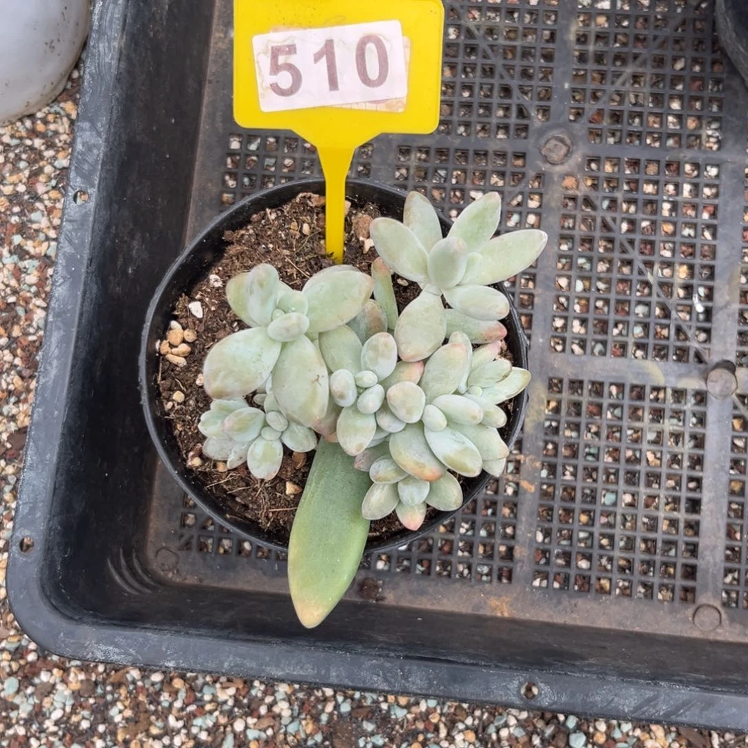 多肉植物白兰地510