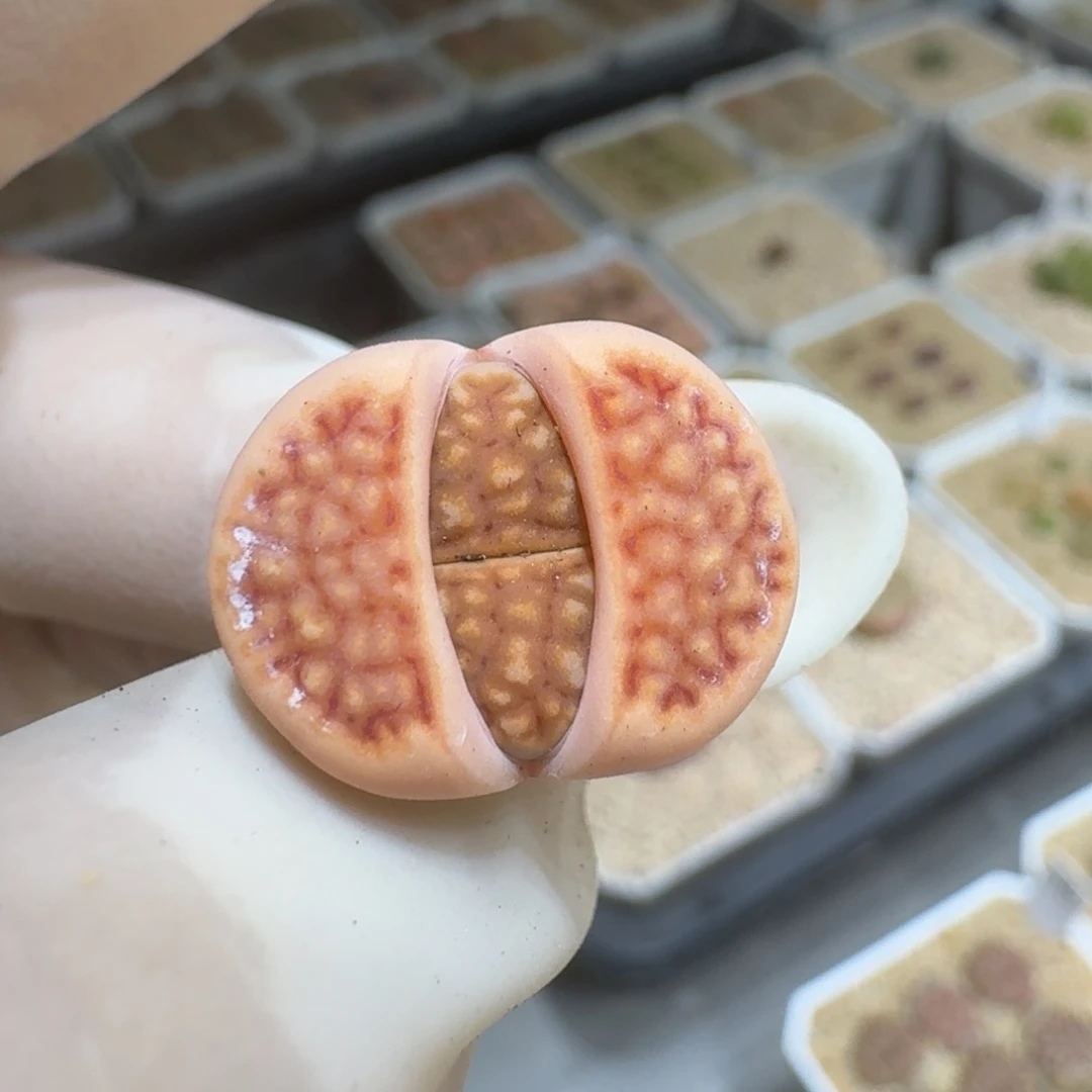 微****瓜0304-19饼干编号218