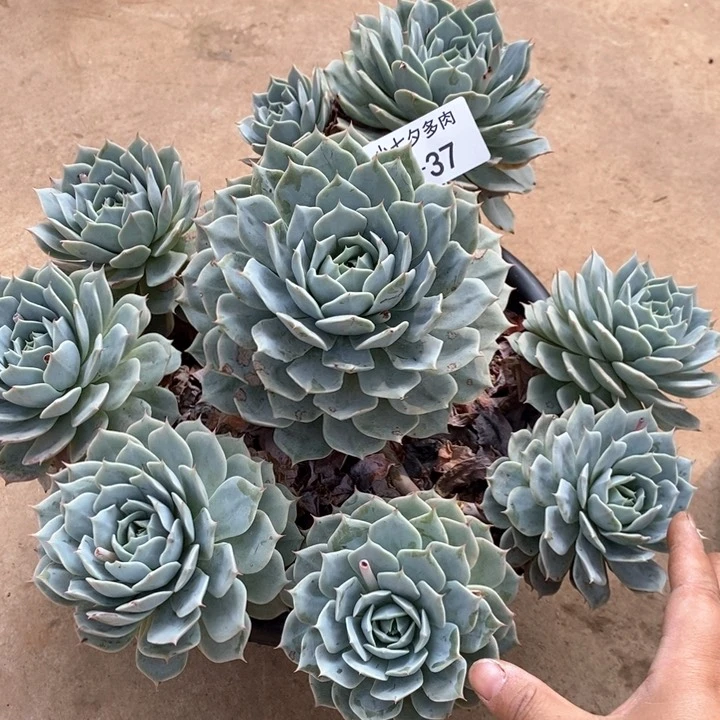 小七夕多肉雪域蓝巴黎37