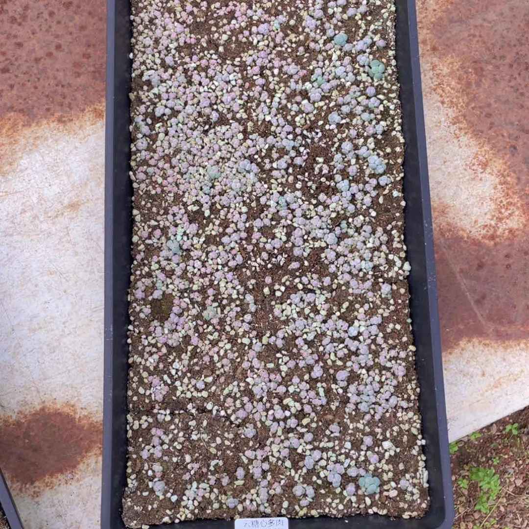 a****玉云糖心多肉植物326