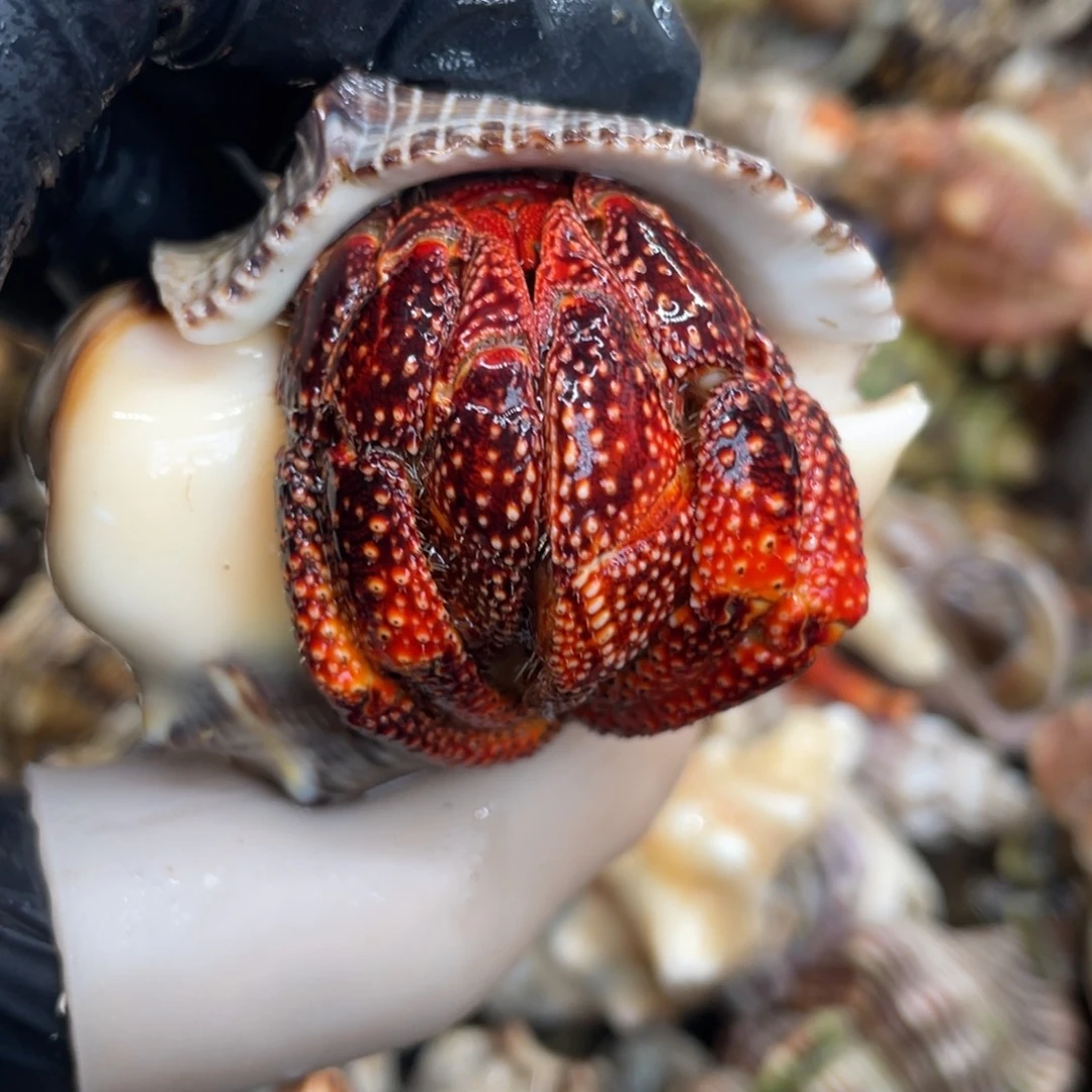 不退不换活体宠物1