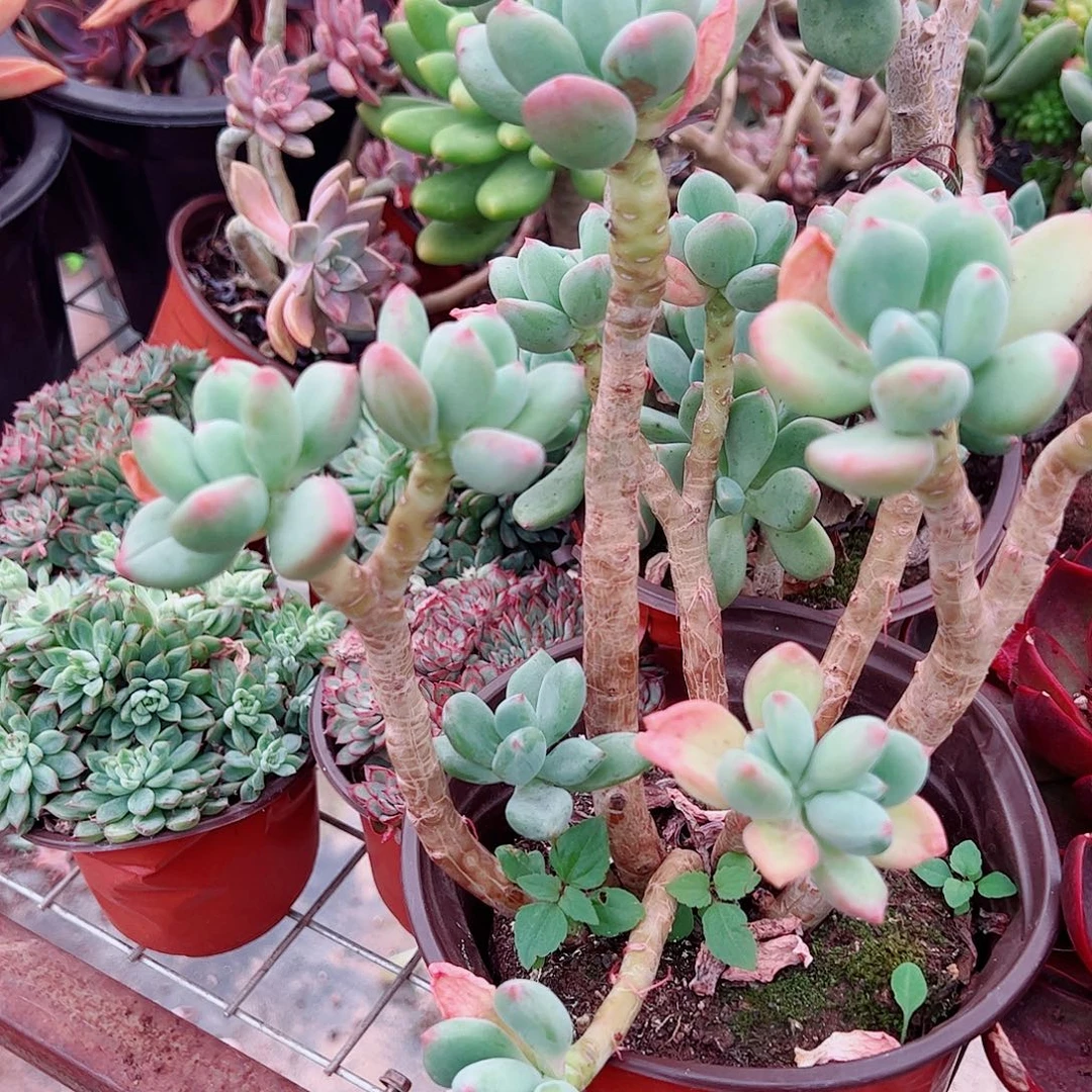 清新美人多头造型大长腿精品