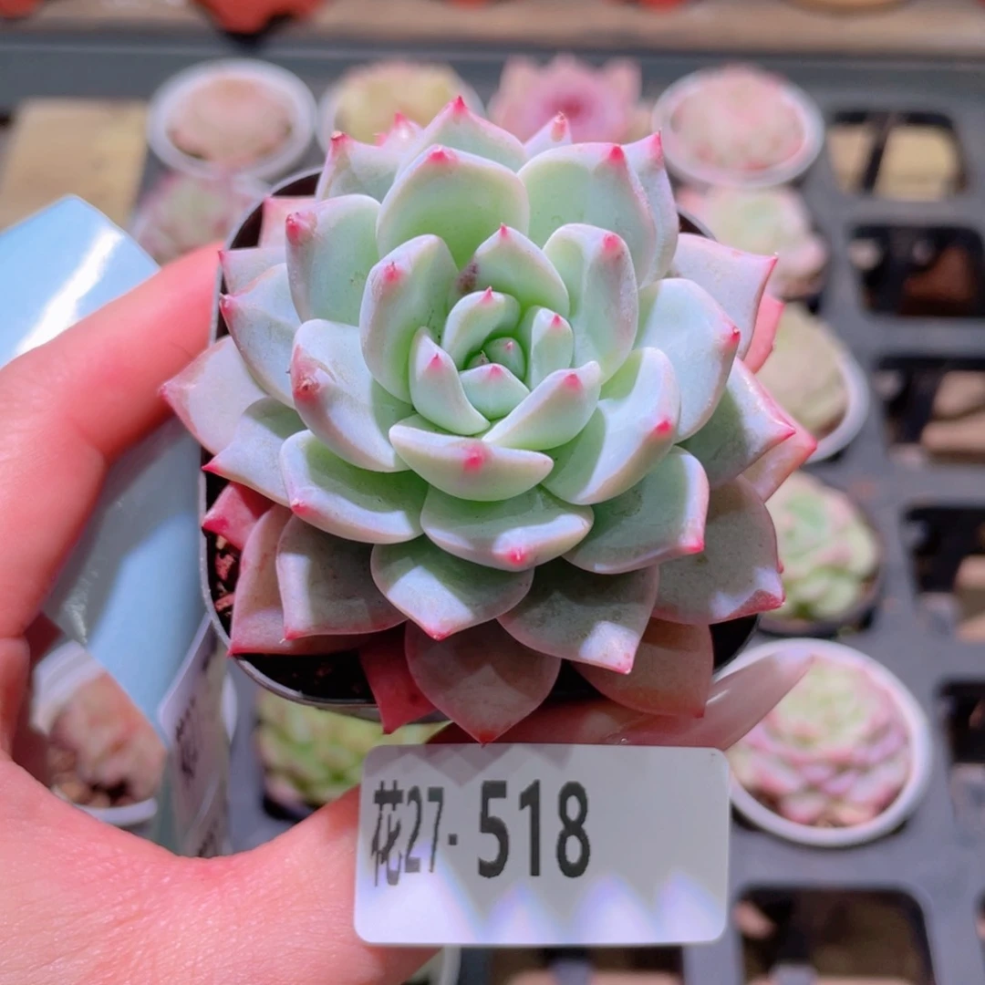 花利美27-518粉蓝鸟