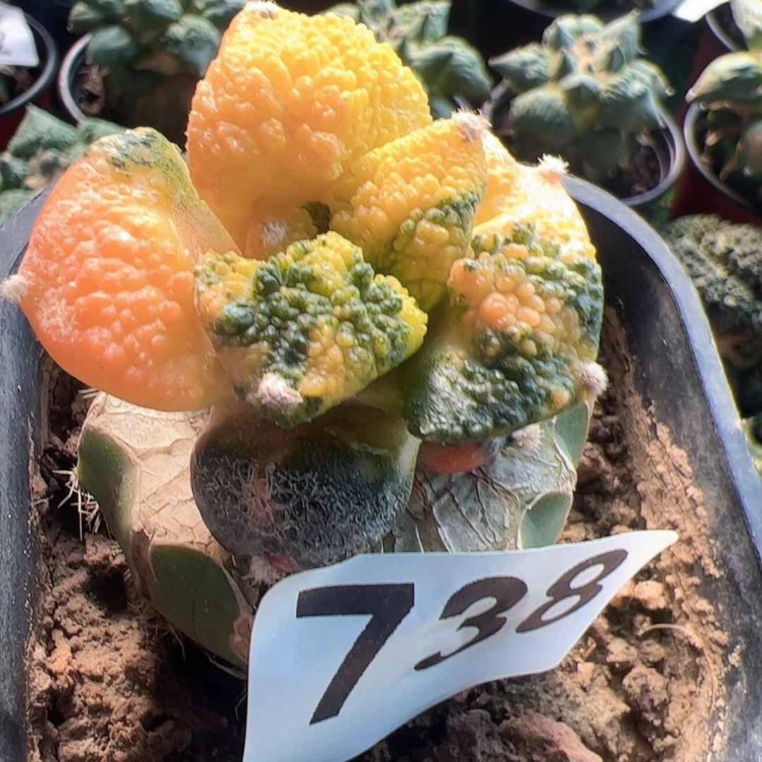 无花朵福利龟甲牡丹锦738