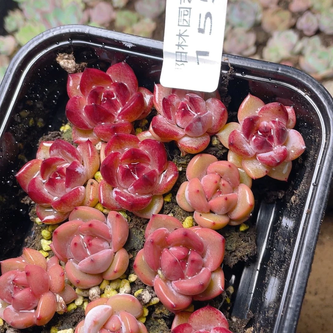 多肉植物多肉植物155