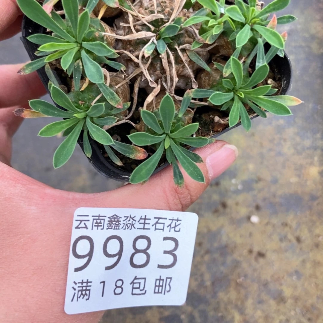 欢*9983特价峨眉山1盒