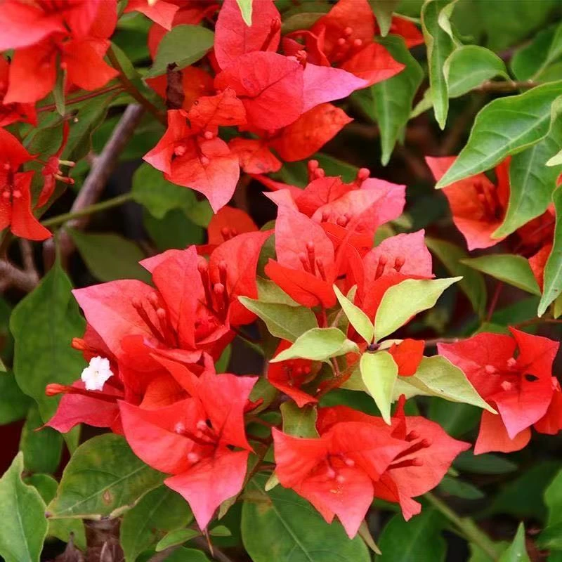 热火桑巴 原生袋苗