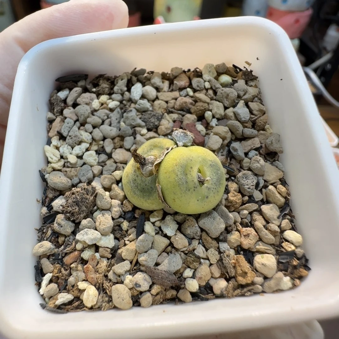 红陶富**?当然当然当然当然当然