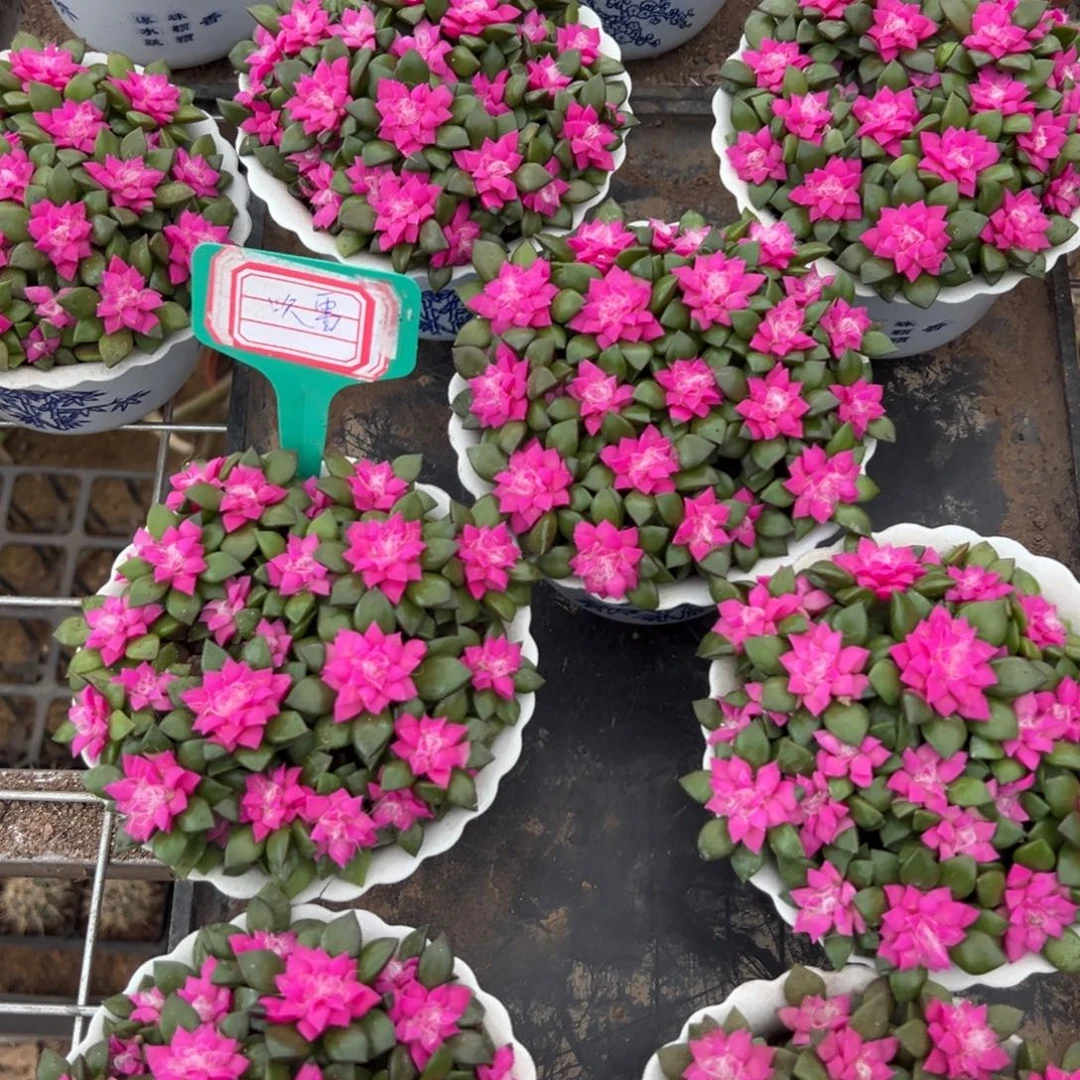 吹雪随机一颗。