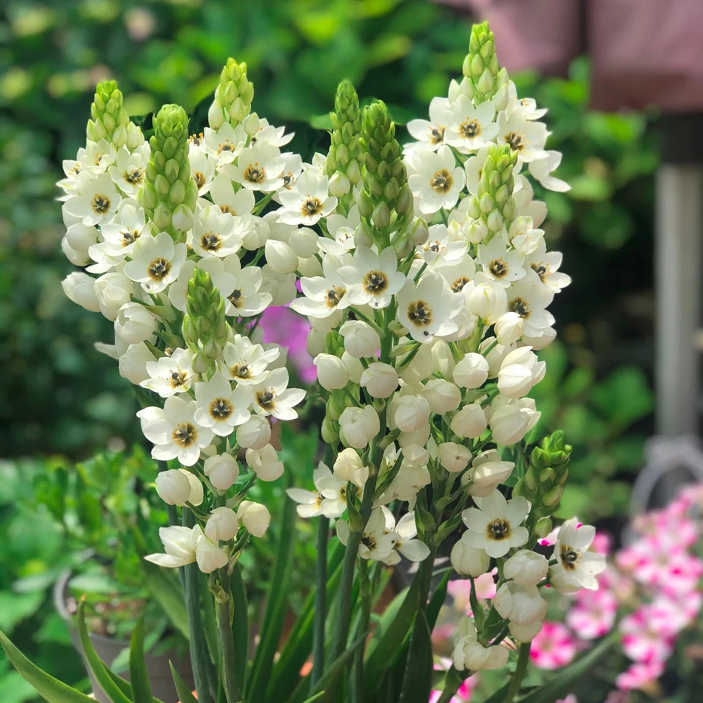 圣心百合大号种球春天阳台花卉多年生球根花卉种植耐寒植物