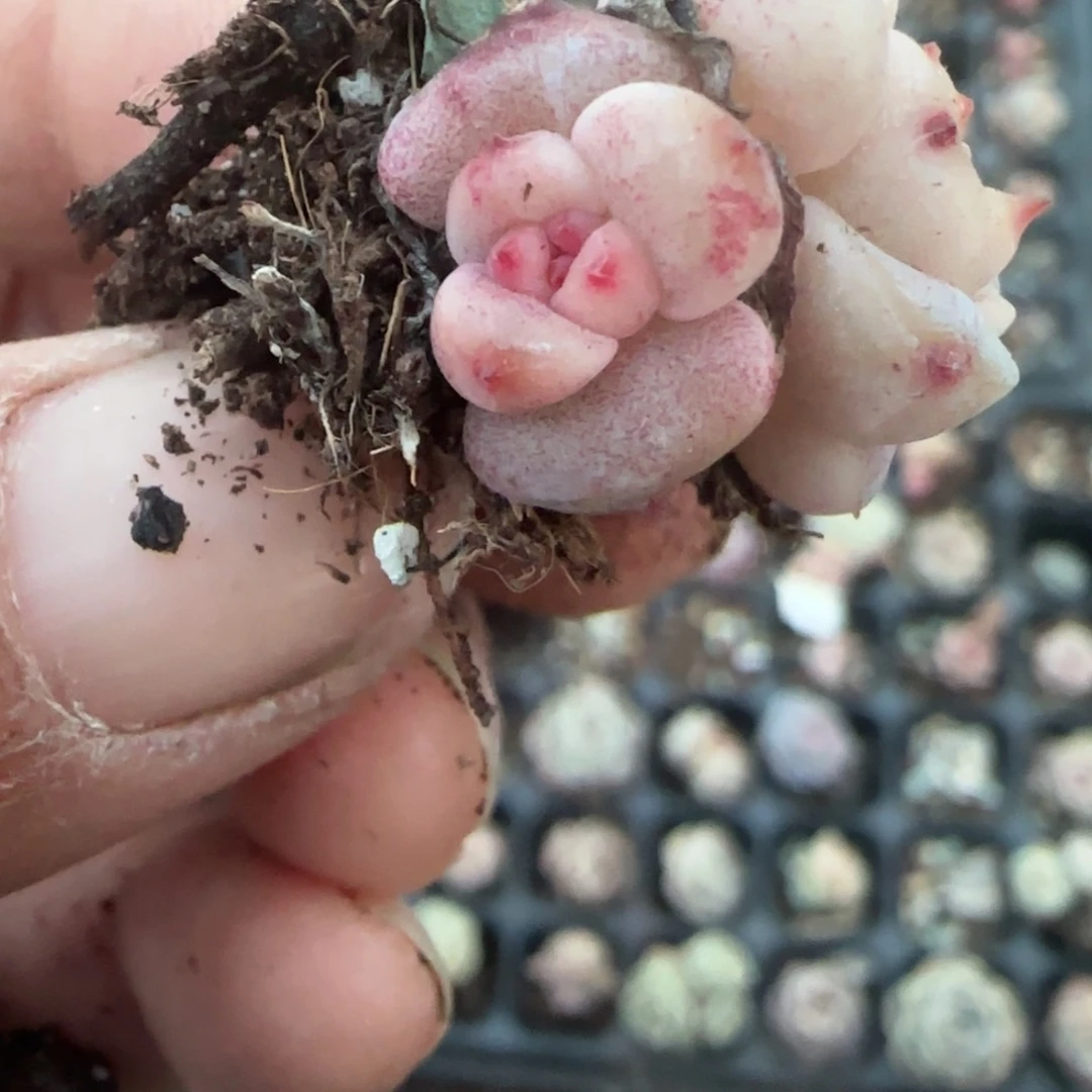 多肉小卡拉米糖心一物一拍