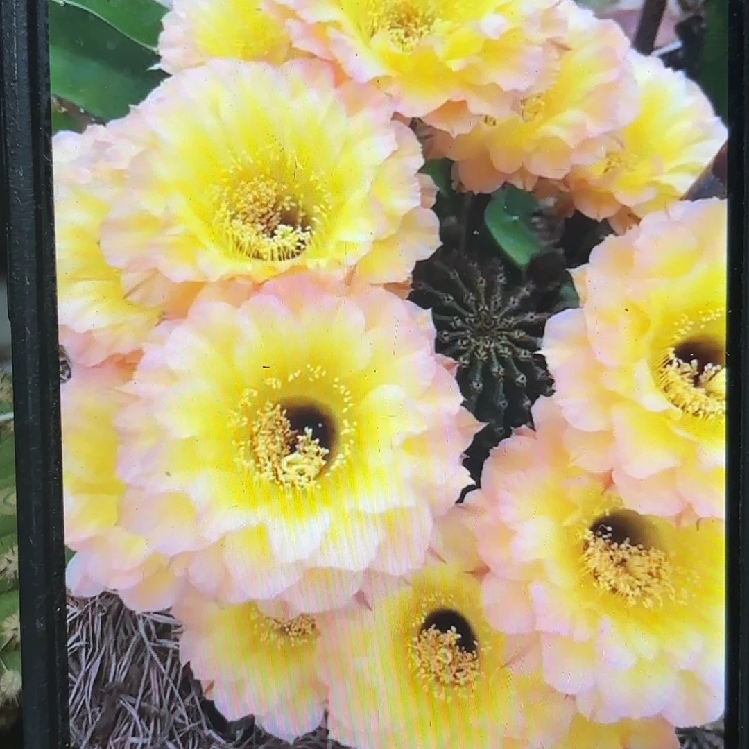 哦天堂彩侧牙20包邮3