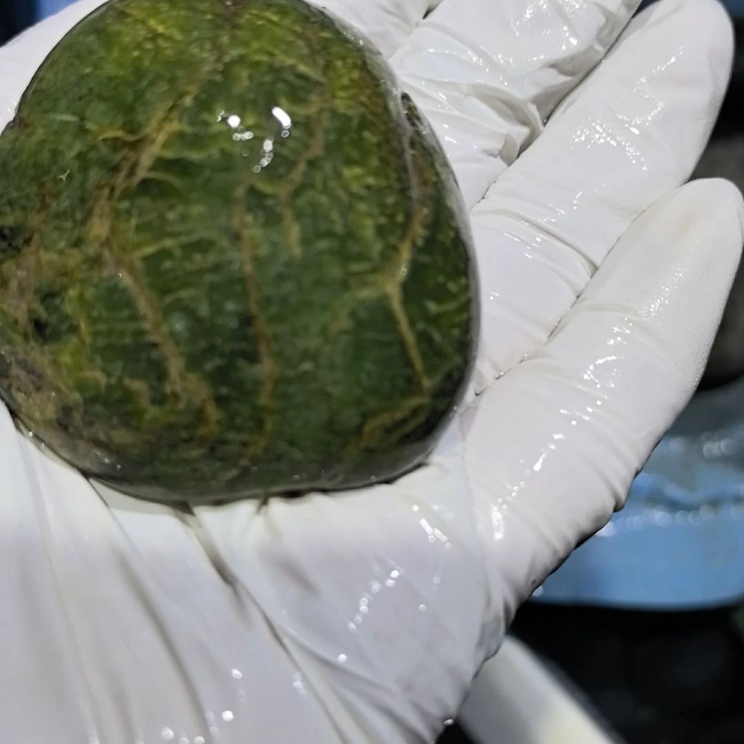 监***平藏玉药王石原石一个摆件一个