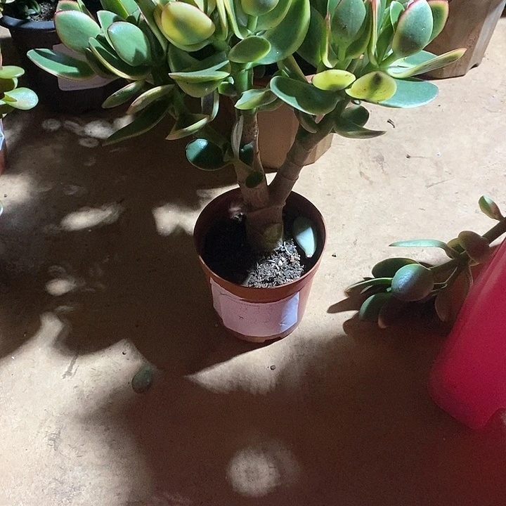 多肉鲜花，月景杨小小多肉