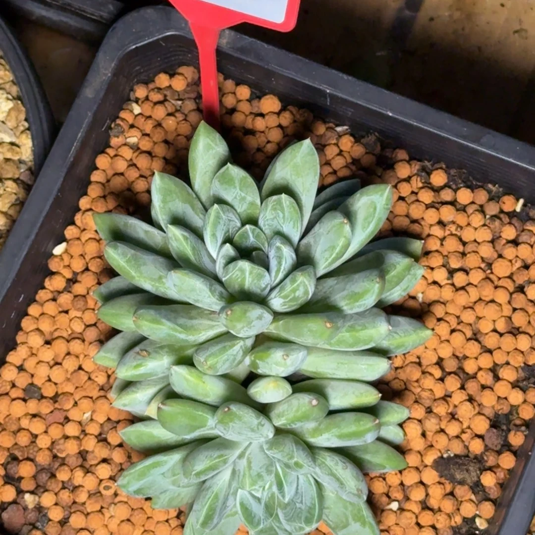 多肉植物戴拉群751