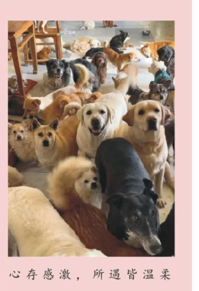 (小院明信片)提升小院生活质量 吃饱 睡好 生活等开销 狗粮 营养