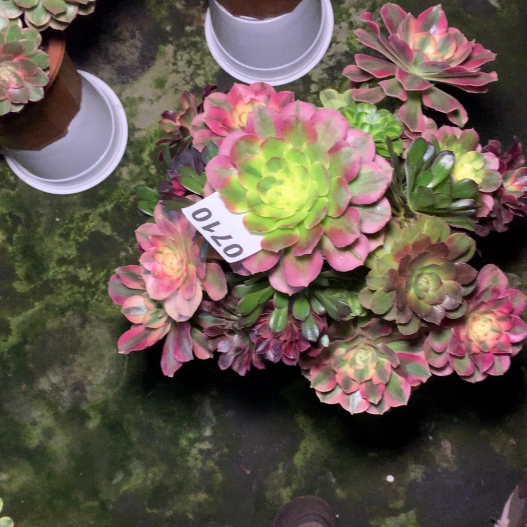 @***@嫁接的710法师多肉植物8800000