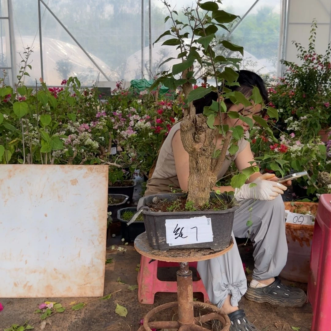 大部分花苞少量开放绿樱 7