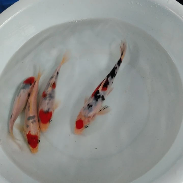 海水顺丰包邮开箱包活1