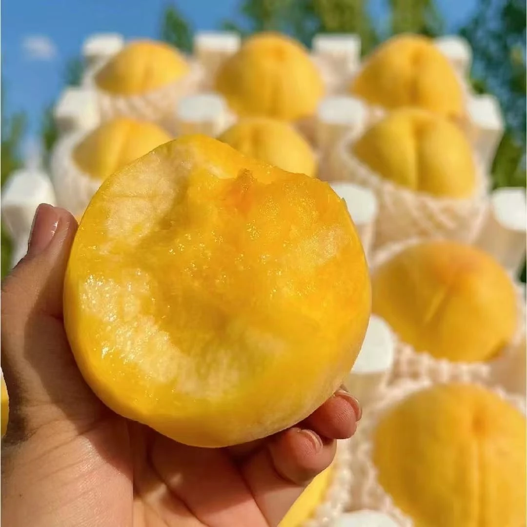 纯甜正宗山东蒙阴黄桃锦绣黄毛桃新鲜水果爆汁桃子抖音