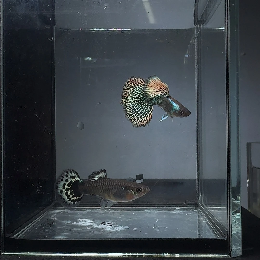 孔雀鱼雪豹公母1对