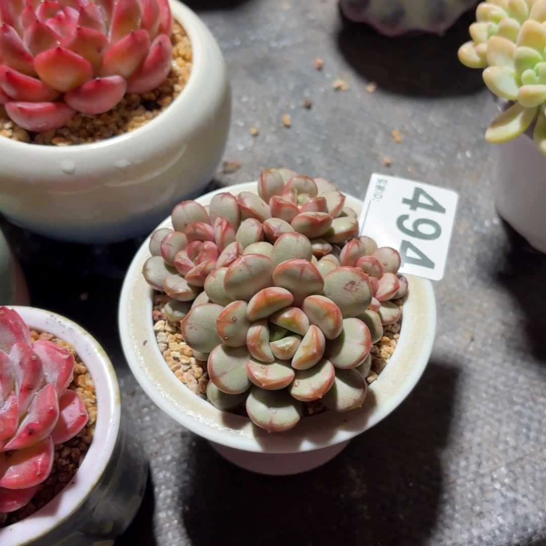 一***儿葡萄多肉带盆发货494