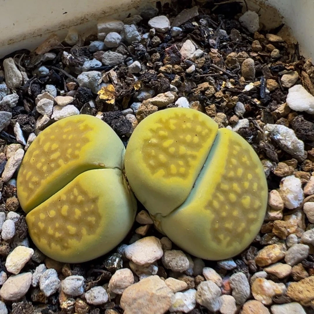 80多肉植物百科知识