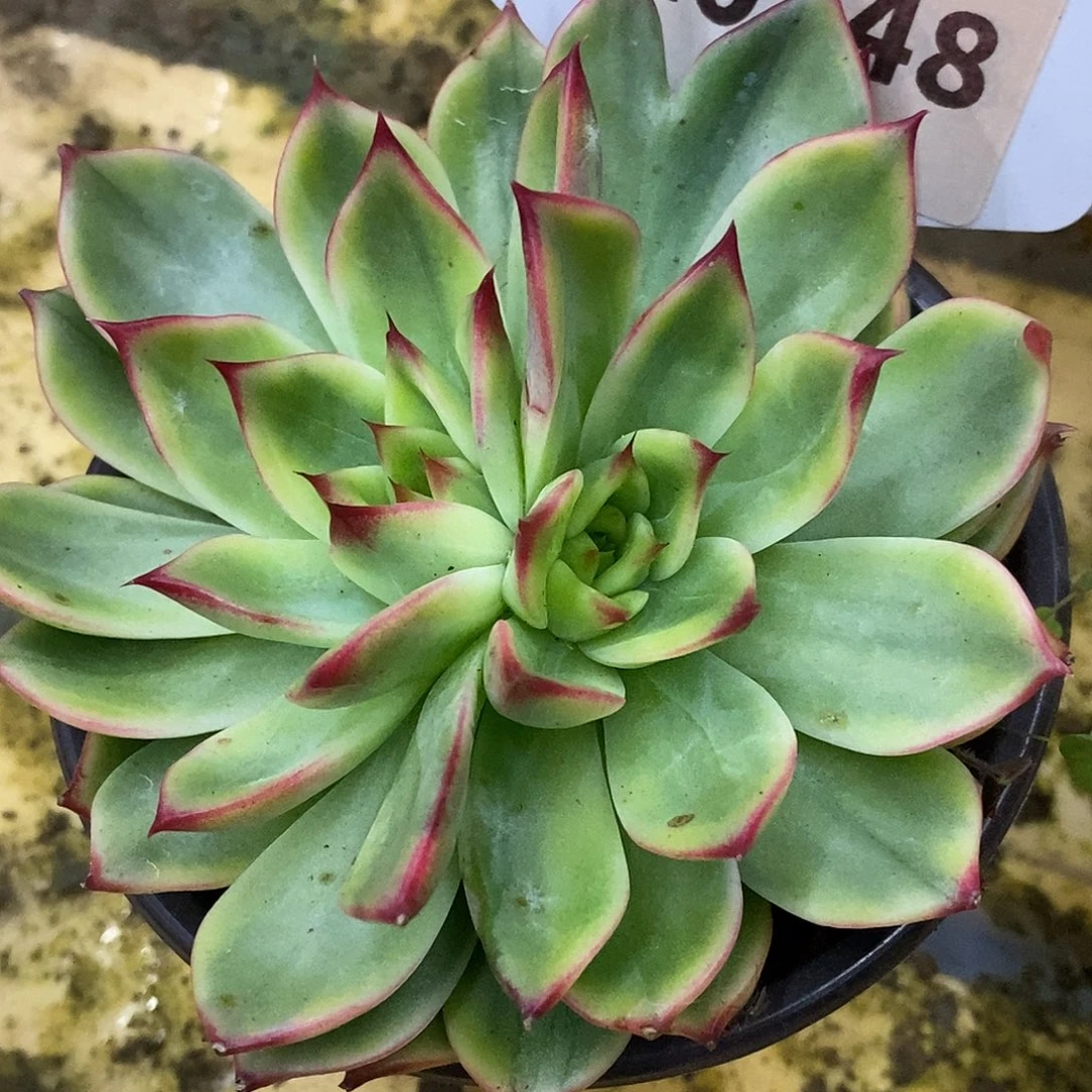 748双心桃花哈哈哈哈哈