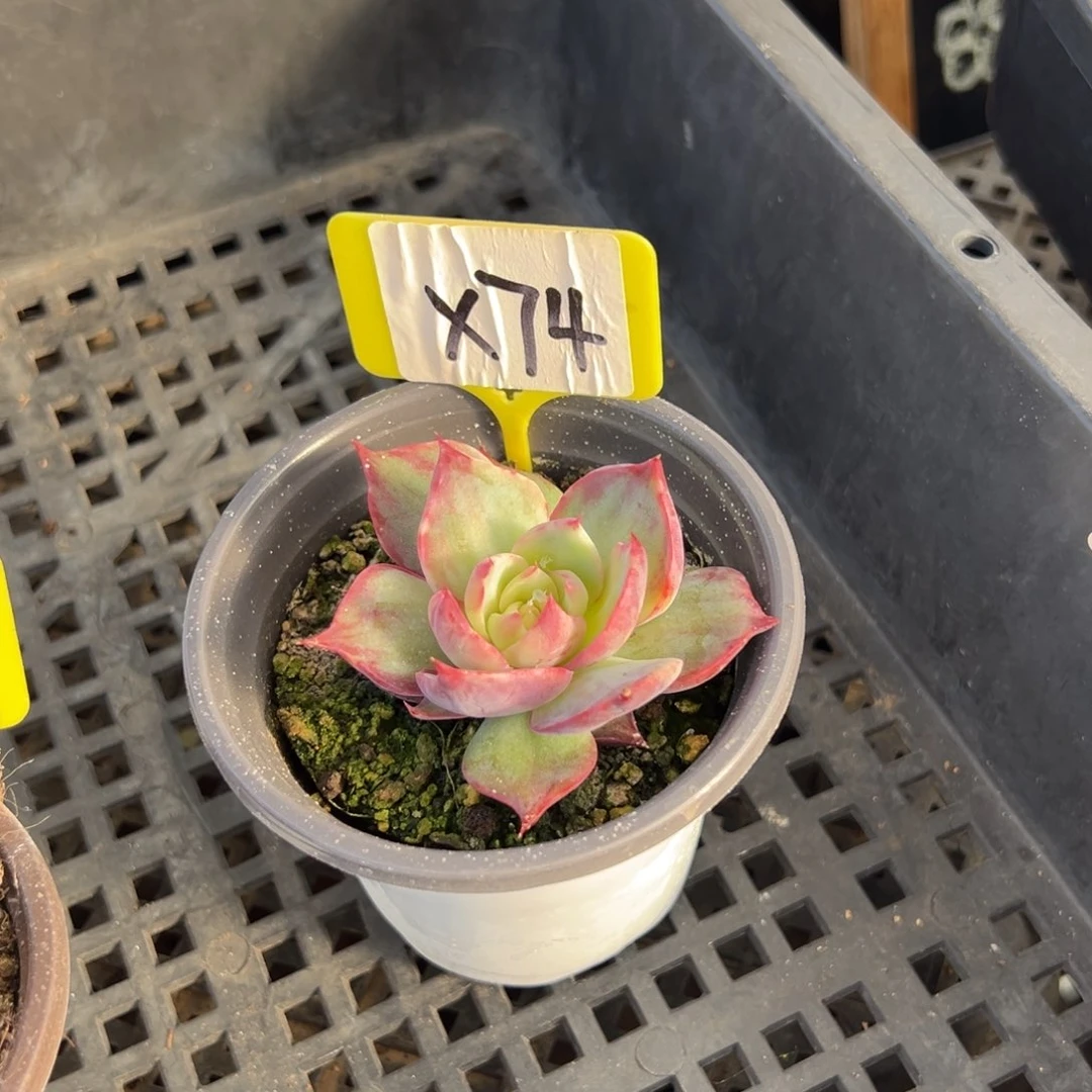 熊***毛X74惊鸿单头多肉