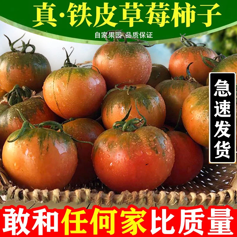 正宗丹东草莓柿子5斤西红柿新鲜碱地铁皮柿子自然熟生吃水果番茄