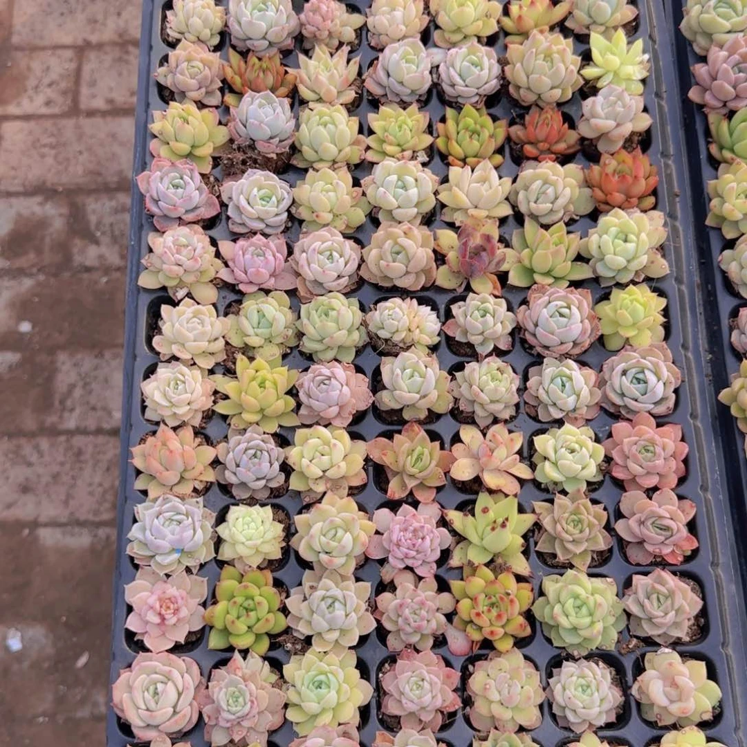 直播一物一拍多肉06