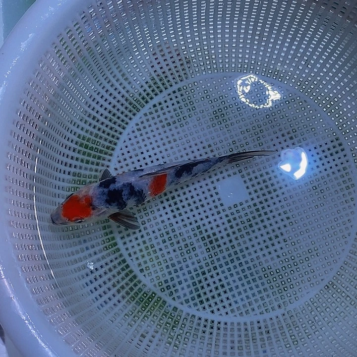 锦鲤纯种锦鲤开箱包活
