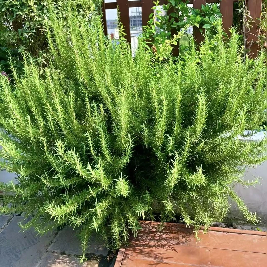 迷迭香丛生盆栽种植花园庭院阳台室外新手易养护观赏植物