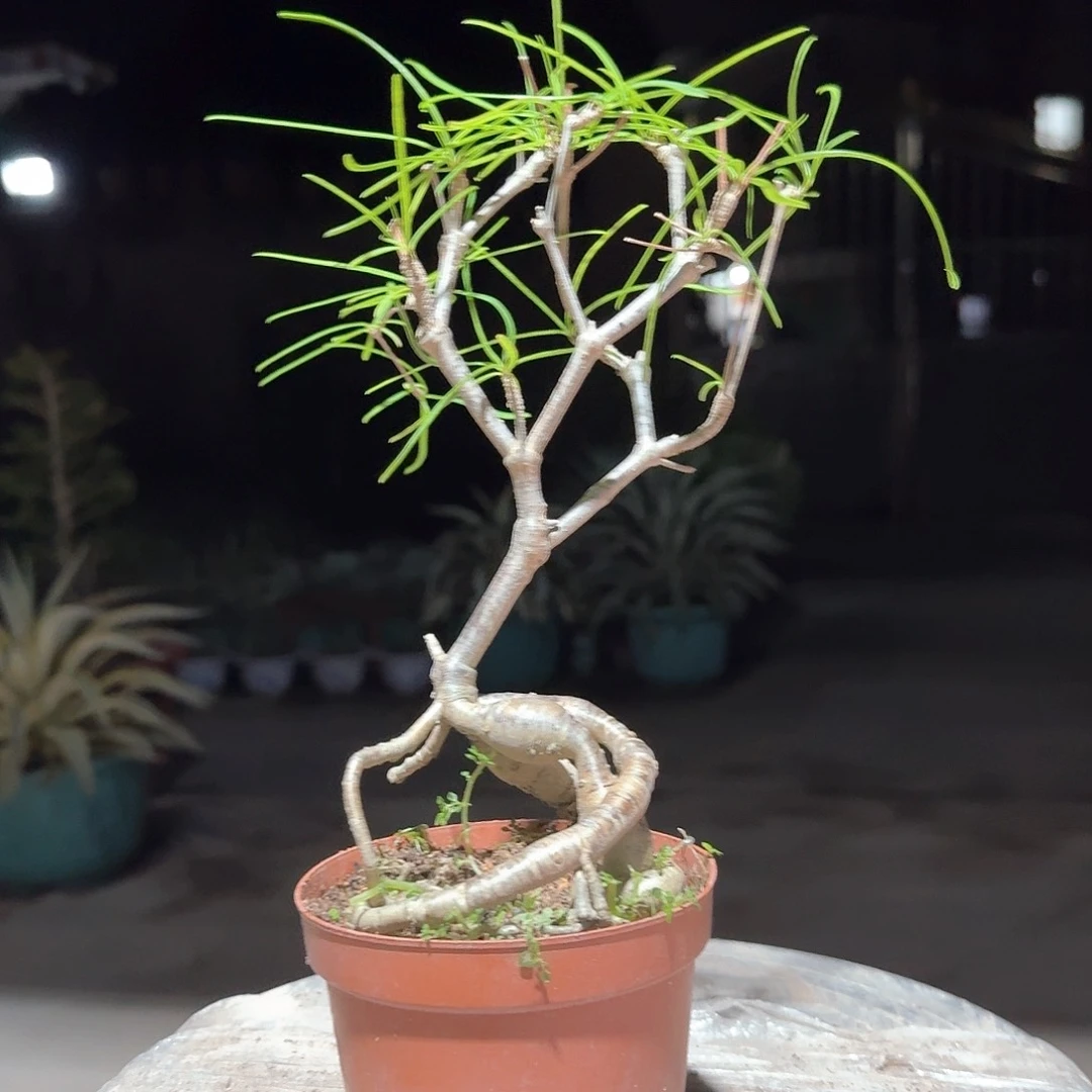 柳叶麒麟块根植物