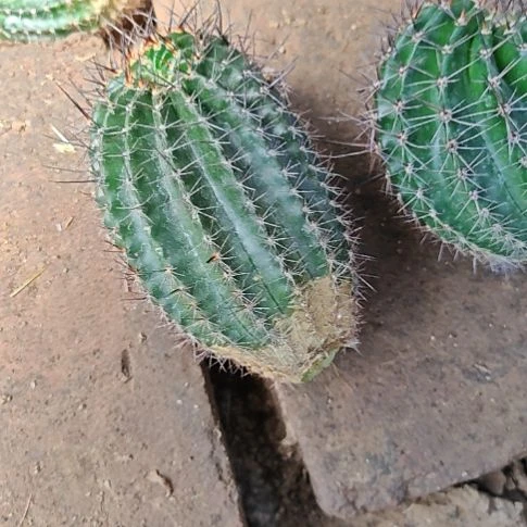 一路莲花侧芽6-7CM