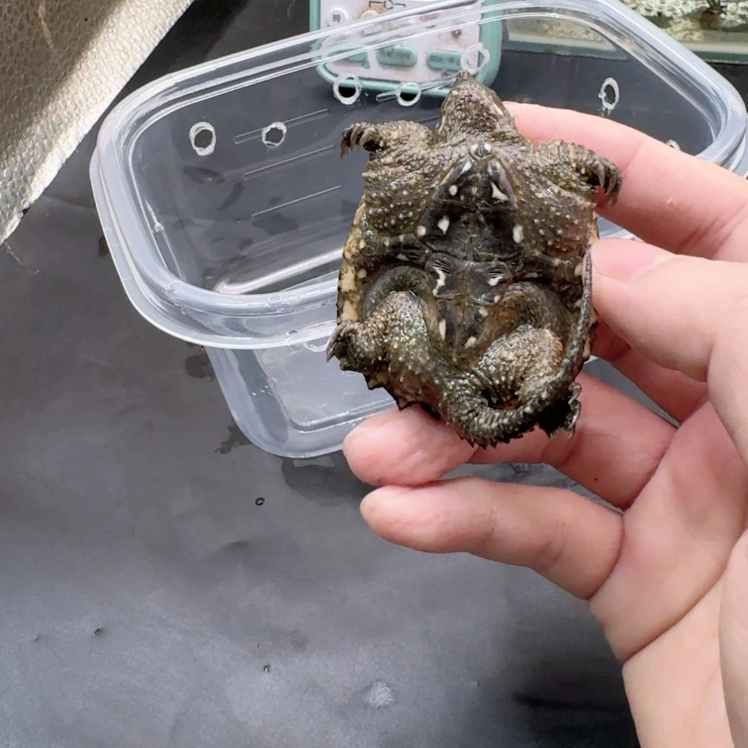 宠物龟不分公母111