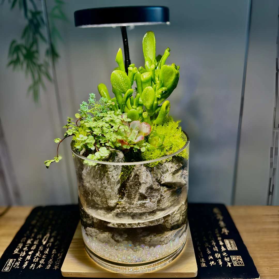 揽山「来财」吸财树中华景天珍珠草灰绿冷水花组合绿植15*15cm