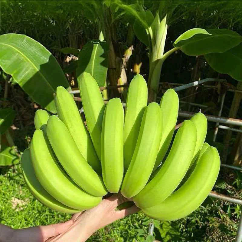 正宗云南香蕉新鲜水果现采现发软糯香甜青皮发货