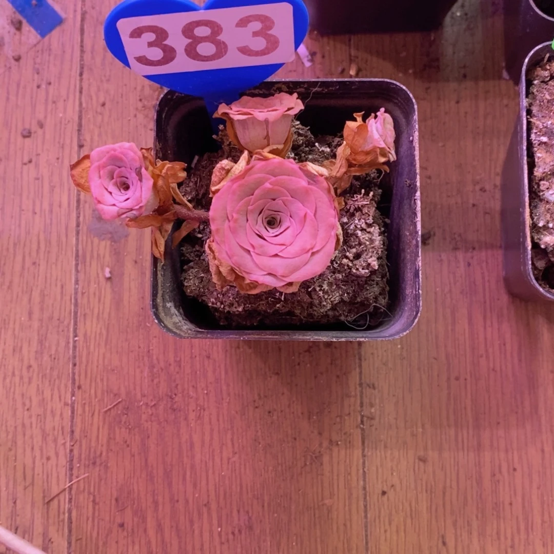 香***w山地玫瑰一物一拍383