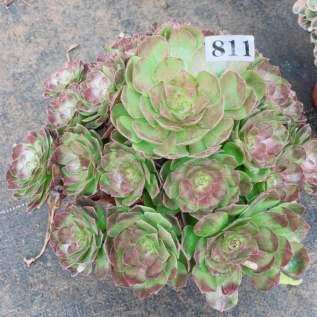 无花朵小*女多肉植物黑魔811