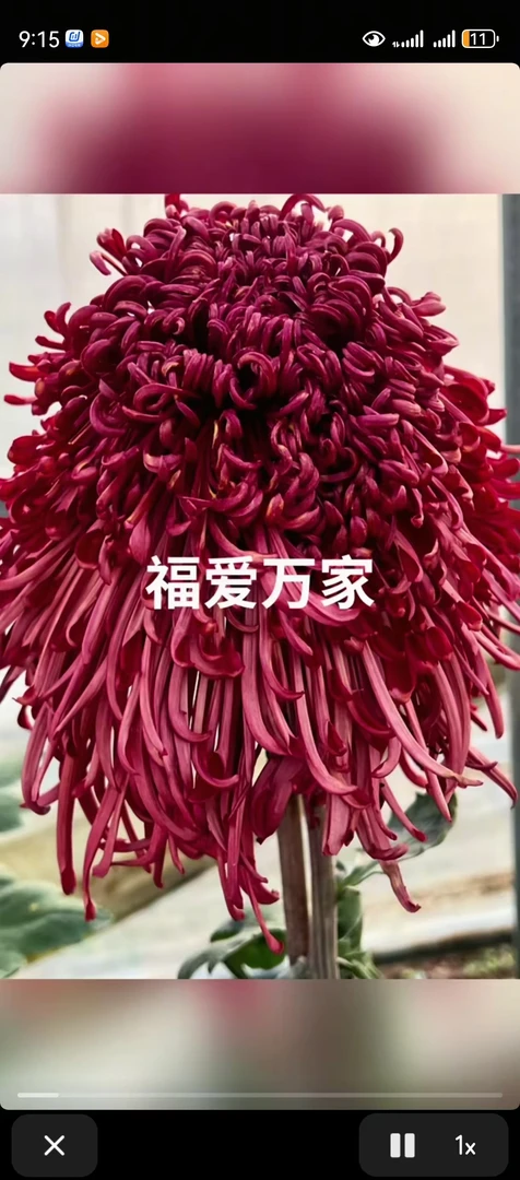 福爱万家多年生菊花苗室内外阳台盆栽花卉绿植