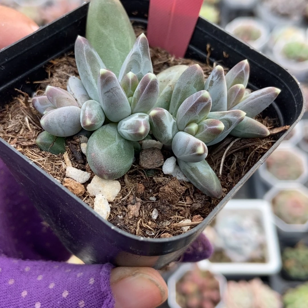 1458三色美人多肉植物