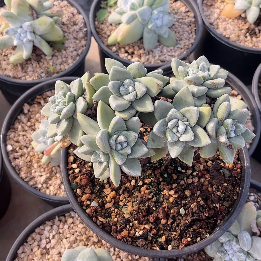 2981 小鹿多肉一物一拍