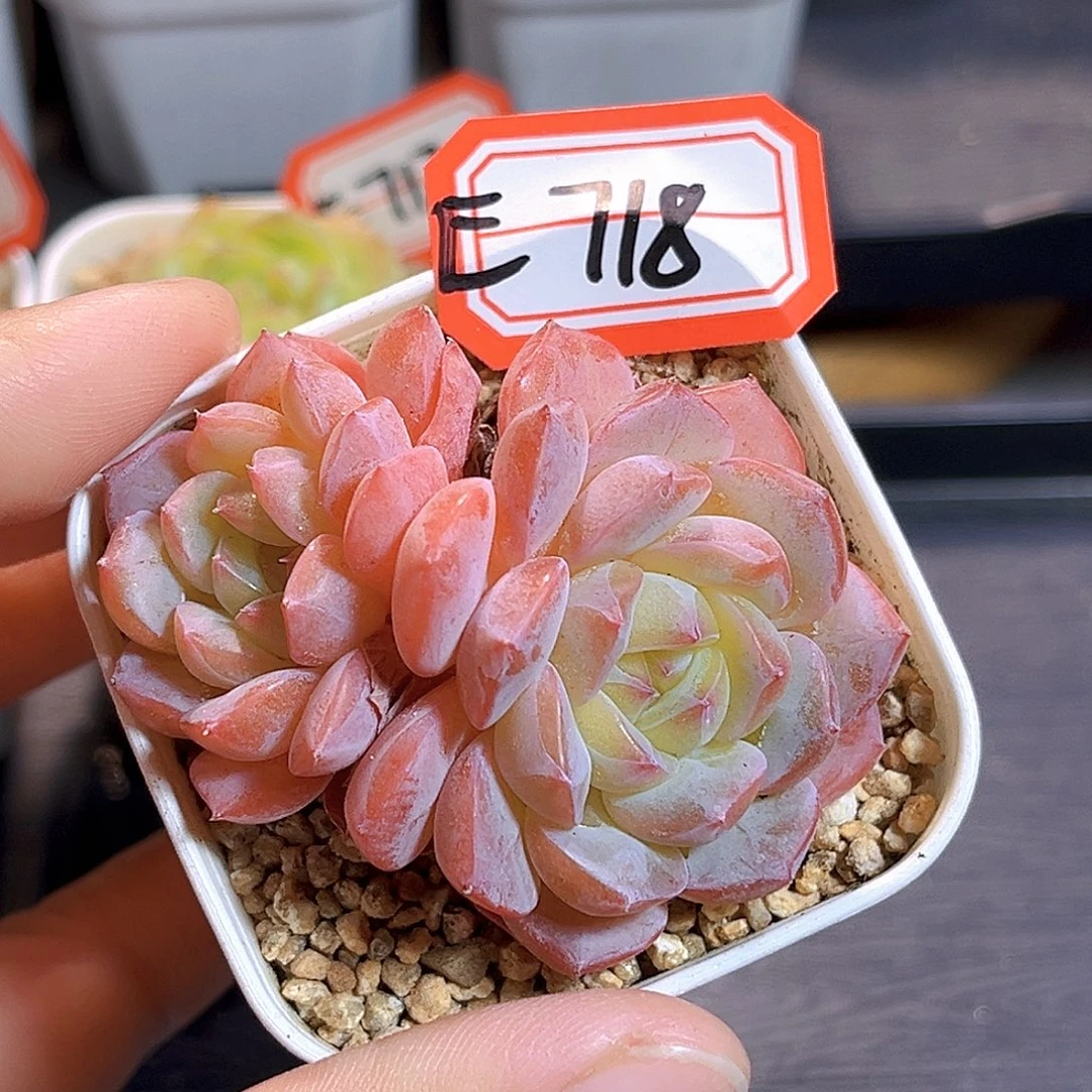 E718一物一拍 小粉象不包整