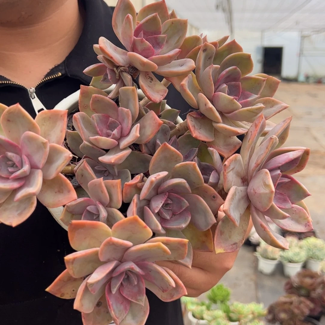 中国初恋整装，180杯