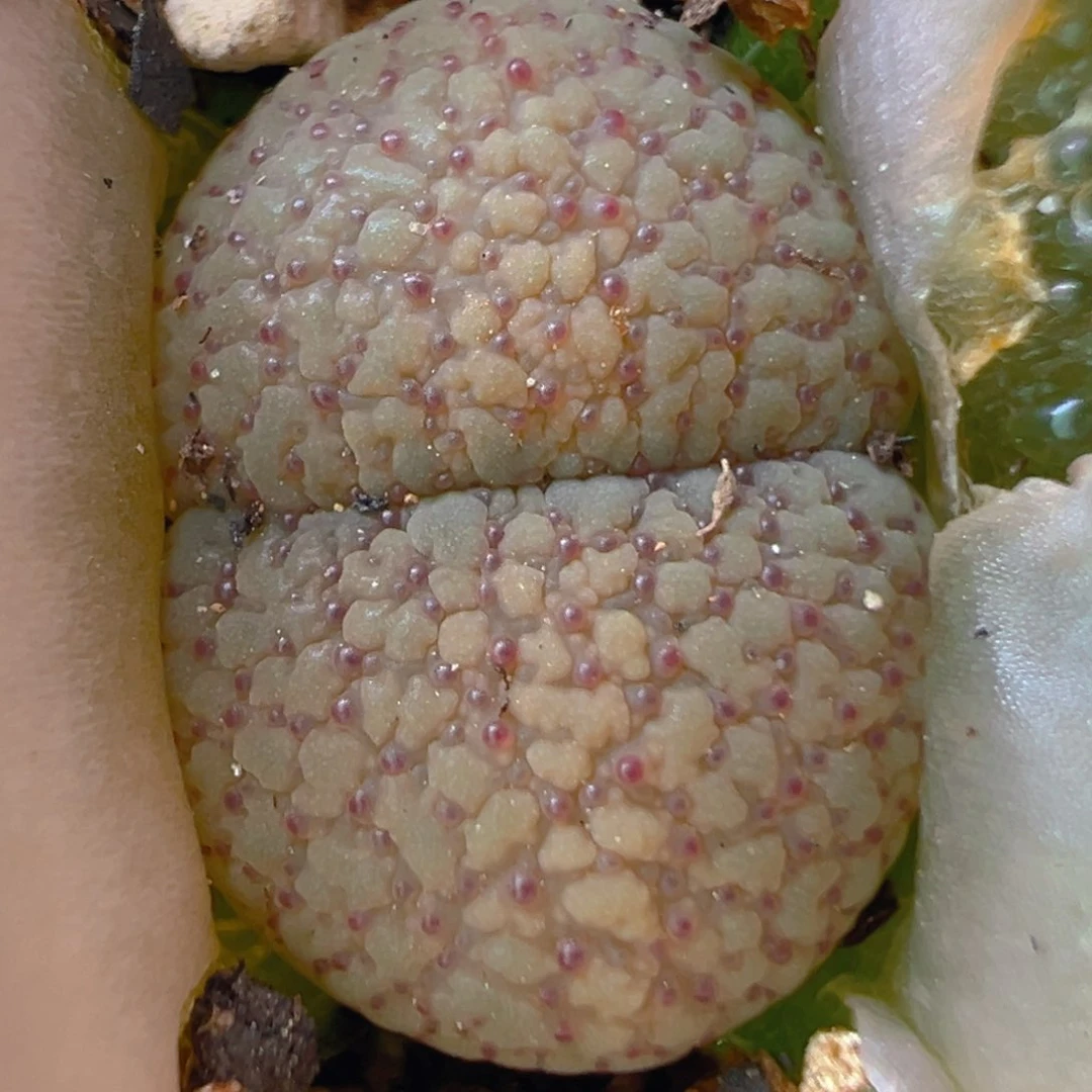 91多肉植物百科知识