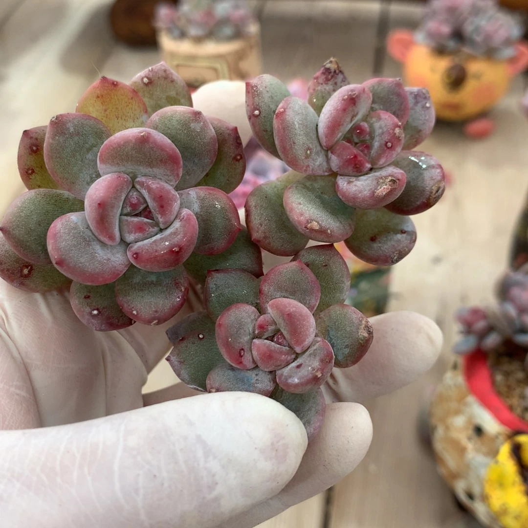 小*粥小米粥突尼斯星影发货多肉