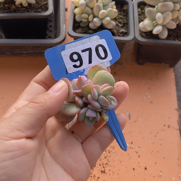 颂***悦970号奶茶一颗111111