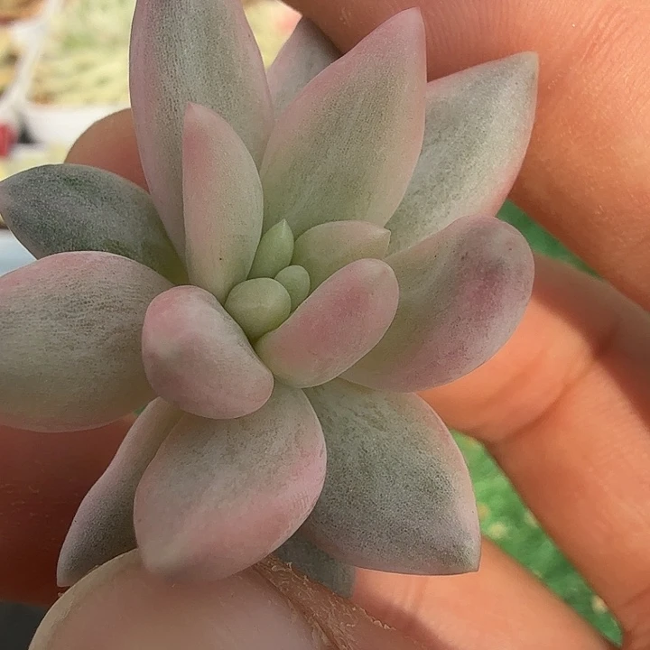 车厘子锦多肉锦植物